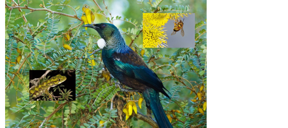 Biodiversity