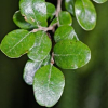 Fuscospora solandri (Tawhai Rauriki, Black Beech)