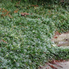 Ophiopogon japonicus Nana (Dwarf Mondo Grass)