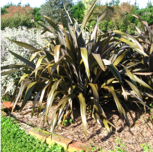 Phormium cookianum Purpurea (Purple Mountain Flax)