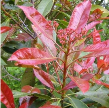 Photinia Red Robin (Photinia)