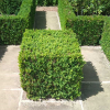 Buxus sempervirens (Box Hedge, English Box)