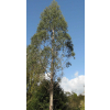 Plagianthus regius (Manatu, Lowland Ribbonwood)