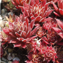 Sempervivum purpurea (Purple Succulent)
