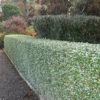 Teucrium fruticans (Silver Germander)