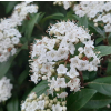 Viburnum tinus Lucidum (Viburnum)