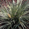 Acorus gramineus Variagatus (Variegated Sweet Flag)