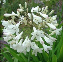 Agapanthus orientalis White (White Flowered Agapanthus)