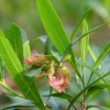Dodonaea viscosa (Ake Ake)