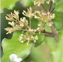 Olearia paniculata (Akiraho, Golden Akeake)