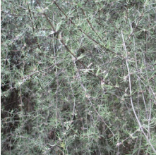 Olearia lineata (Small-leaved Tree Daisy)