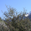 Coprosma propinqua (Mingimingi)