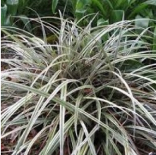 Astelia nervosa (Kakaha, Mountain Astelia)