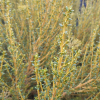 Ozothamnus leptophyllus (Tauhinu, Cottonwood)
