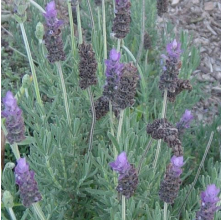 Lavandula dentata (French Lavender)