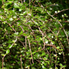 Myrsine divaricata (Mapou, Weeping Matipo)
