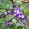 Myrsine divaricata (Mapou, Weeping Matipo)