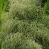 Myrsine divaricata (Mapou, Weeping Matipo)