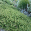 Coprosma Kirkii (Groundcover Coprosma)