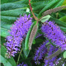 Veronica speciosa Blue (Hebe speciosa Blue)