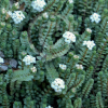 Pimelea prostrata (Pinatoro, NZ Daphne)