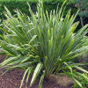 Phormium tenax (Harakeke, Swamp Flax)