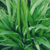 Phormium Emerald Gem (Dwarf Green Flax)