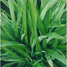 Phormium Emerald Gem (Dwarf Green Flax)
