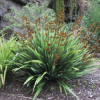 Phormium Emerald Gem (Dwarf Green Flax)