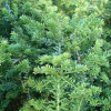 Podocarpus nivalis (Snow Totara)