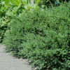 Podocarpus nivalis (Snow Totara)