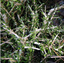 Melicytus alpinus (Porcupine Shrub)
