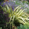 Phormium Cream Delight (Cream Flax)
