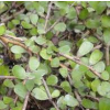 Pittosporum obcordatum (Heart-leaved Kohuhu)