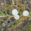 Coprosma acerosa (Tataraheke, Sand Coprosma)