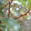 Myrsine australis (Mapou, Red Matipo)