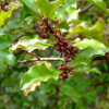 Myrsine australis (Mapou, Red Matipo)