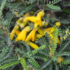 Sophora tetraptera (North Island Kowhai)
