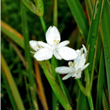 Libertia cranwelliae (Mikoikoi, NZ Iris)