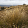Festuca novae zelandiae (Hard Tussock)