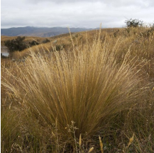Festuca novae zelandiae (Hard Tussock)