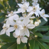Choisya ternata (Mexican Orange Blossom)