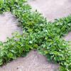 Dichondra repens (Kidney Weed)