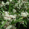 Phebalium squameum (Satin Wood)