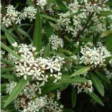 Phebalium squameum (Satin Wood)