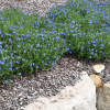 Lithodora Grace Ward