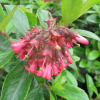Escallonia Red Knight