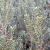 Cassinia vauvilliersii (Mountain Tauhinu, Cottonwood)