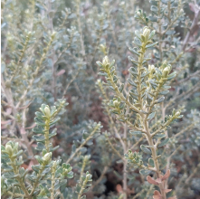 Cassinia vauvilliersii (Mountain Tauhinu, Cottonwood)