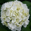 Hydrangea Bridal Bouquet